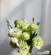 探寻花海中的深意 白色桔梗花的神秘寓意