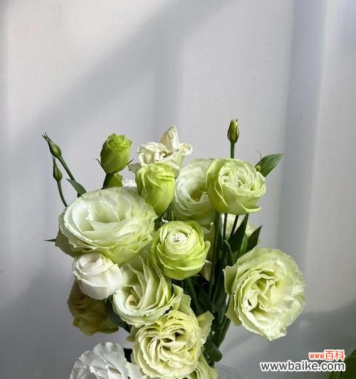 探寻花海中的深意 白色桔梗花的神秘寓意