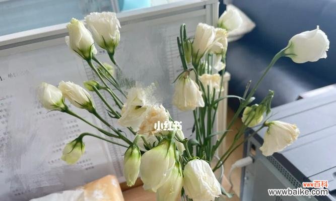 探寻花海中的深意 白色桔梗花的神秘寓意