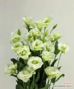 唤起纯洁和坚守之美——桔梗花的故事 白色桔梗花的美丽与寓意