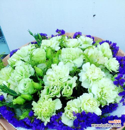 探寻白色康乃馨背后的寓意 白色康乃馨的象征意义