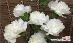 探寻白色康乃馨背后的寓意 白色康乃馨的象征意义