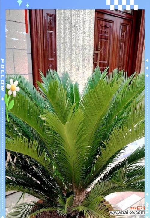 7种象征兴旺的花有哪些?如何在家中摆放?