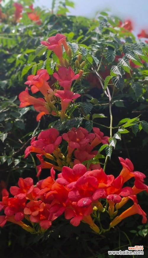 7种象征兴旺的花有哪些?如何在家中摆放?