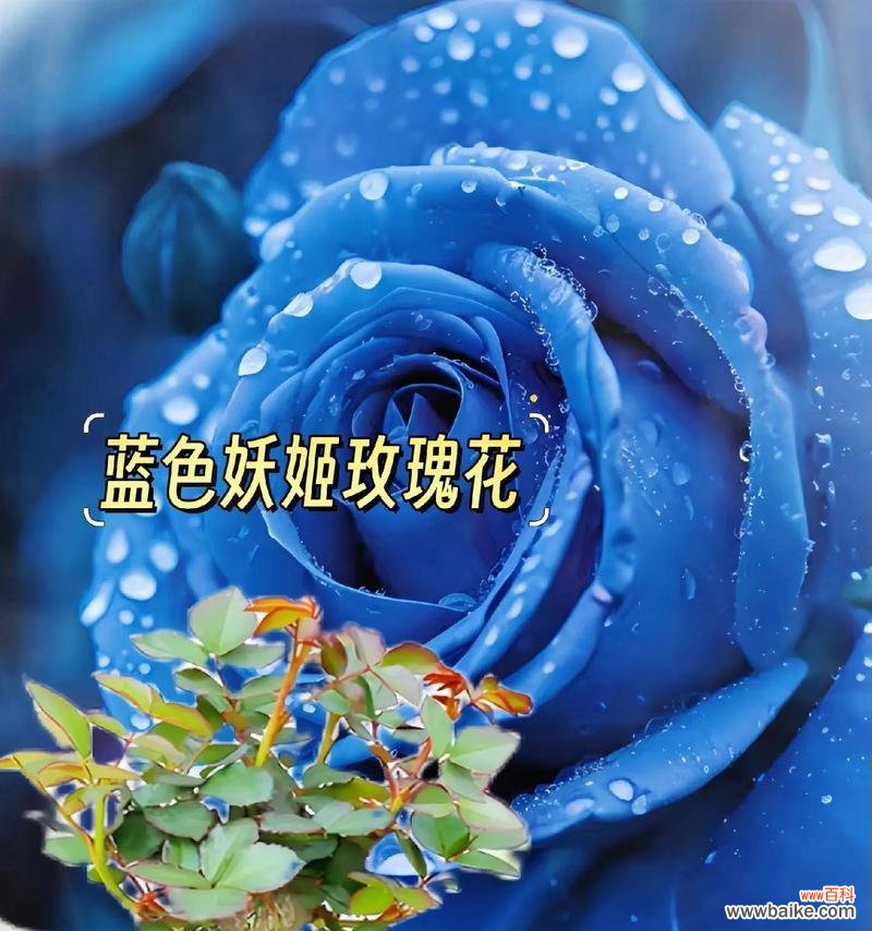 蓝色花代表什么寓意?送蓝色花有哪些特别含义?