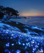 蓝色花代表什么寓意？送蓝色花有哪些特别含义？