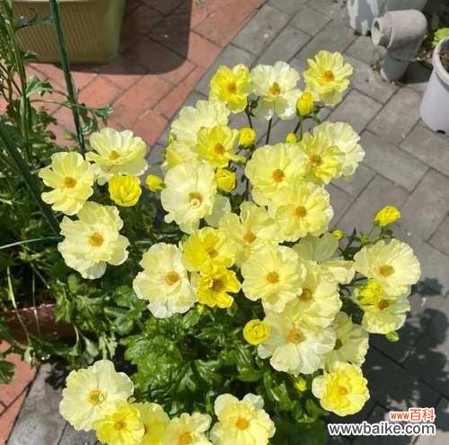 为什么家中不养黄色花?黄色花在家中有什么寓意?