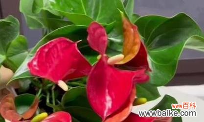 什么花象征着步步高升?