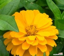 什么花象征着步步高升？