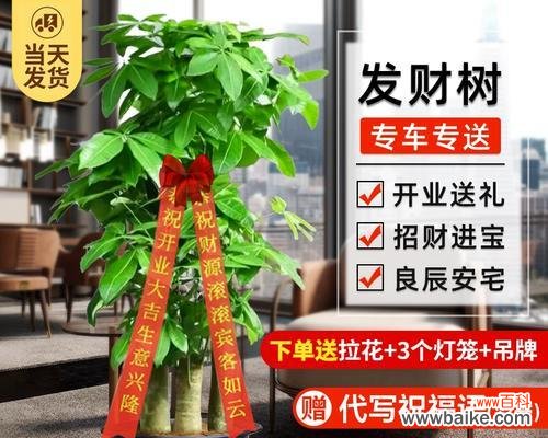 什么花象征着步步高升?