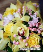 黄色浆果花有何寓意？它的花语是什么？