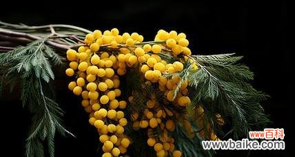 黄色浆果花有何寓意？它的花语是什么？