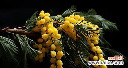 黄色浆果花有何寓意？它的花语是什么？