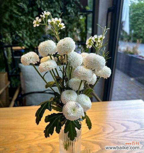 不能陪过节时,应该选择哪种花语来表达歉意?