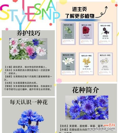 不能陪过节时,应该选择哪种花语来表达歉意?