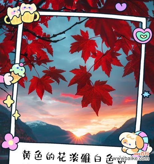 黄色花的淡雅含义是什么？