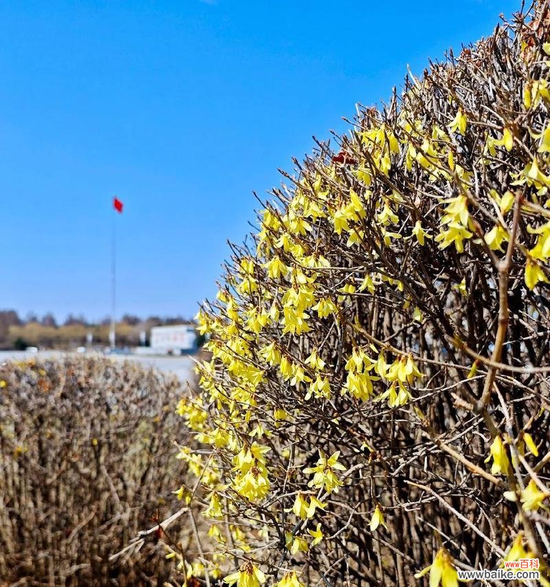 黄色花的淡雅含义是什么？