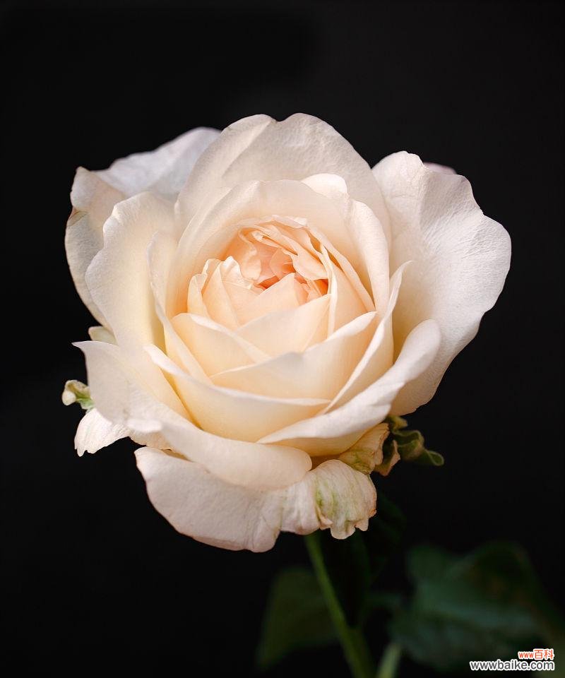 黄色花的淡雅含义是什么？