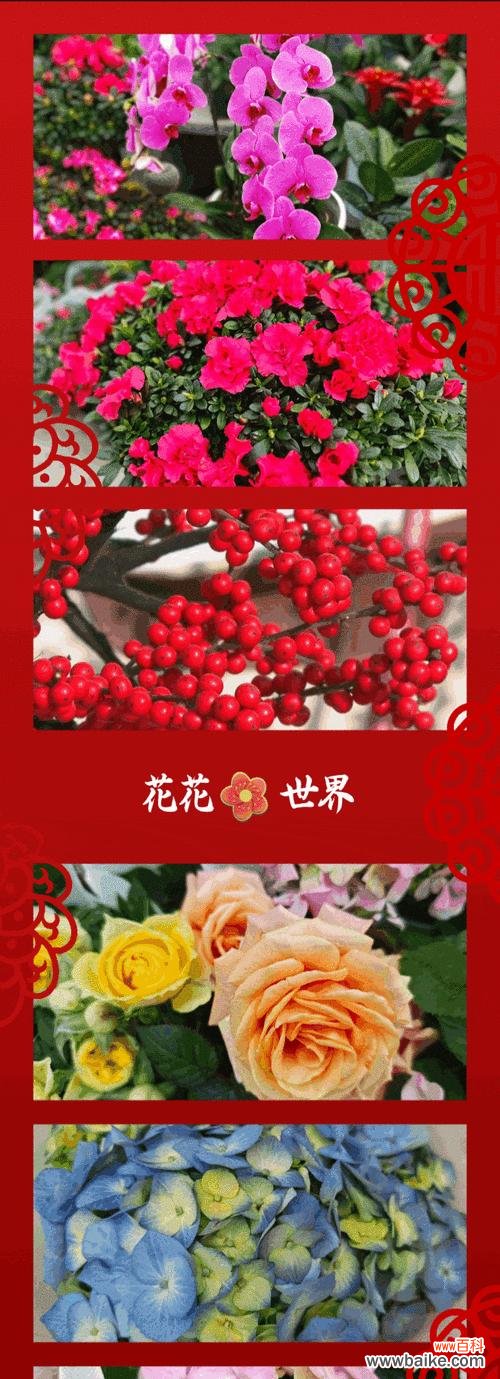 安徽省花的文化寓意是什么？