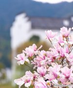 安徽省花的文化寓意是什么？