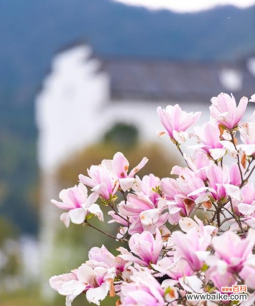 安徽省花的文化寓意是什么？