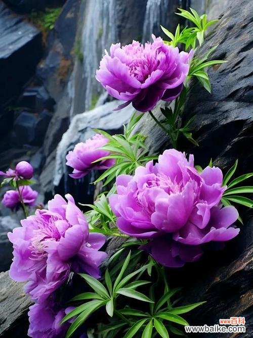 寓意代表思念的花紫色有哪些？紫色花卉如何表达思念之情？