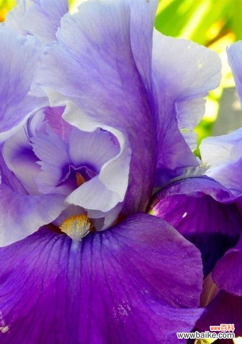 寓意代表思念的花紫色有哪些？紫色花卉如何表达思念之情？