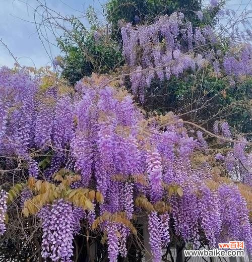 寓意代表思念的花紫色有哪些？紫色花卉如何表达思念之情？