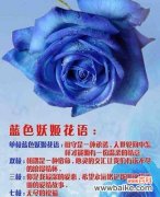 七色百花各自有什么花语？它们的寓意分别是什么？