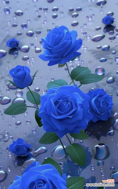 七色百花各自有什么花语?它们的寓意分别是什么?