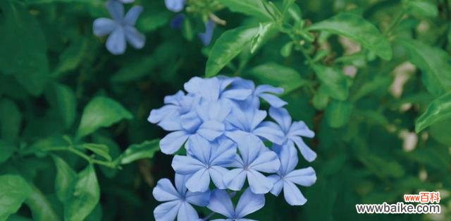 深入解读花语，读懂花的语言 花语含义大全——诠释花朵的心声