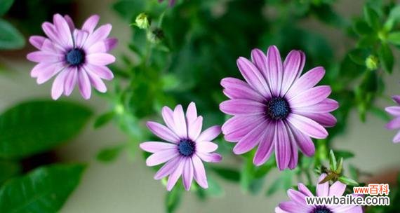 深入解读花语，读懂花的语言 花语含义大全——诠释花朵的心声