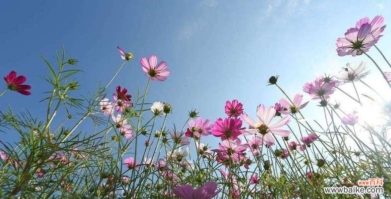 深入解读花语，读懂花的语言 花语含义大全——诠释花朵的心声