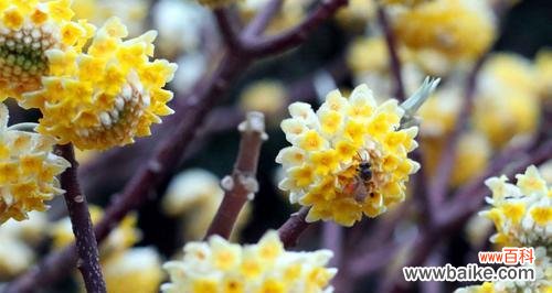 寓意深远的雁来红，蕴藏着哪些花语？ 花语传说