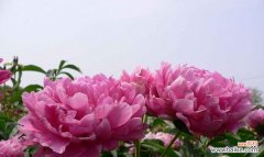 寓意深远的雁来红，蕴藏着哪些花语？ 花语传说