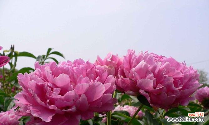 寓意深远的雁来红，蕴藏着哪些花语？ 花语传说