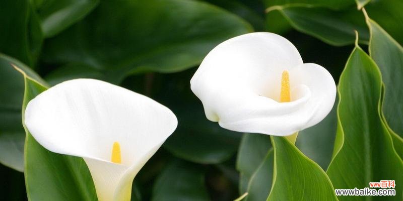 寓意深远的雁来红，蕴藏着哪些花语？ 花语传说