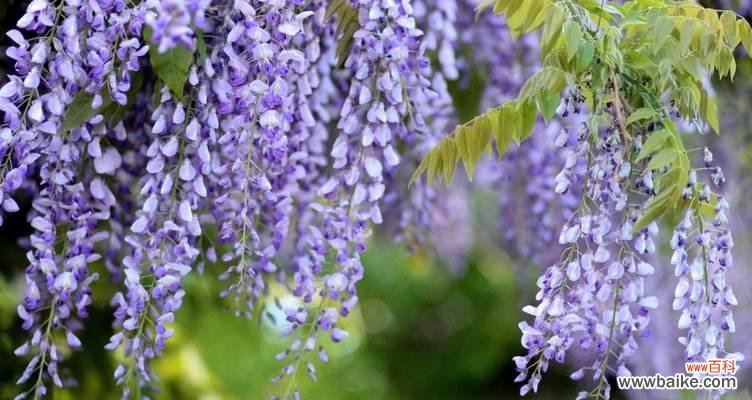 用花语演绎的虐心故事 花开花落，情殇无语