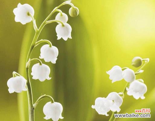 用花语演绎的虐心故事 花开花落，情殇无语