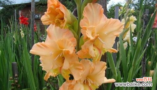 探索剑兰花的神秘之意 剑兰花的花语和寓意