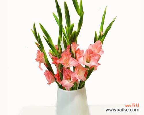 探索剑兰花的神秘之意 剑兰花的花语和寓意