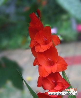 探索剑兰花的神秘之意 剑兰花的花语和寓意