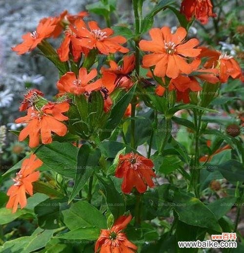 以剪秋萝花语传递温暖和爱意 剪秋萝花语，传递深情厚意