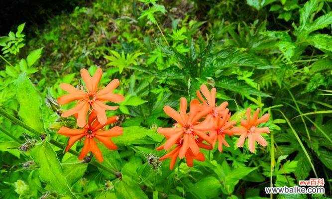 以剪秋萝花语传递温暖和爱意 剪秋萝花语，传递深情厚意