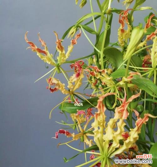 嘉兰的历史、文化符号及传统用途 嘉兰的花语与文化背景