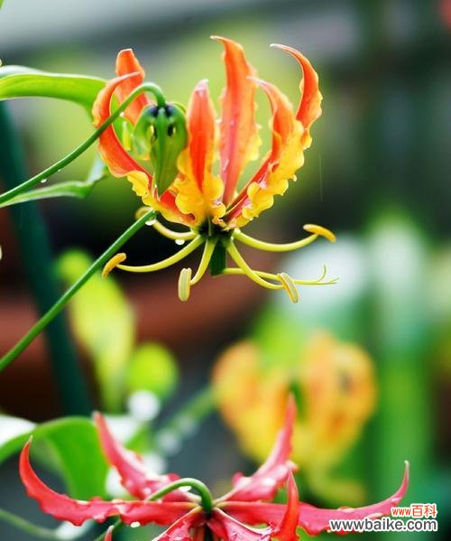 嘉兰的历史、文化符号及传统用途 嘉兰的花语与文化背景