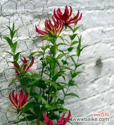 嘉兰的历史、文化符号及传统用途 嘉兰的花语与文化背景