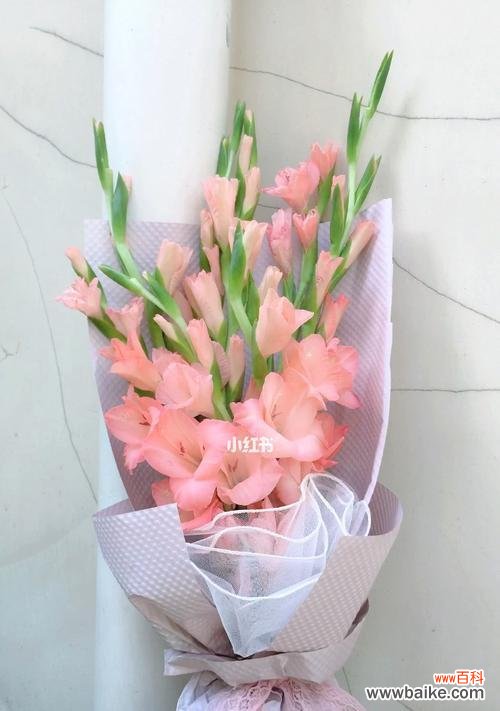 揭秘剑兰花背后的寓意和传说 剑兰花的花语及其象征意义