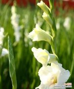 揭秘剑兰花背后的寓意和传说 剑兰花的花语及其象征意义