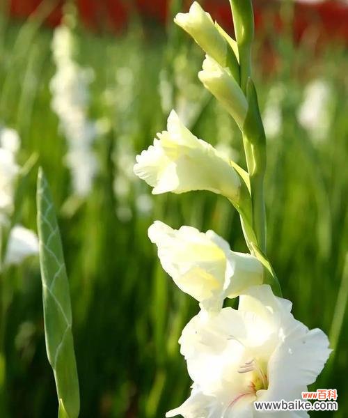 揭秘剑兰花背后的寓意和传说 剑兰花的花语及其象征意义